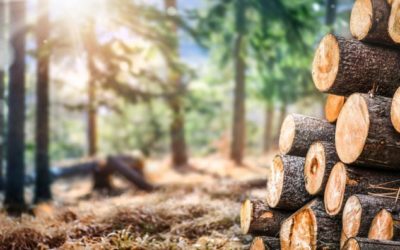 Pénurie de bois dans l’ameublement
